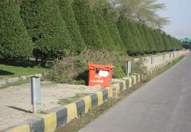 هرس کونوکارپوس‌ها برای جلوگیری از تنگی نفس پائیزه در خوزستان