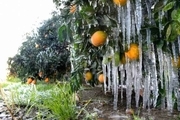 احتمال سرمازدگی محصولات کشاورزی در زنجان