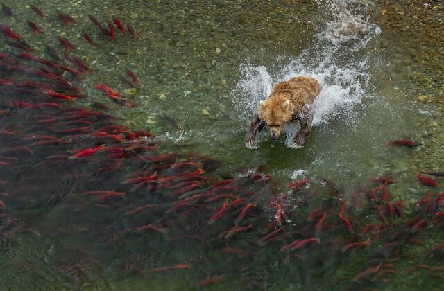 بهترین‌ عکس‌های طبیعت جهان را ببینید