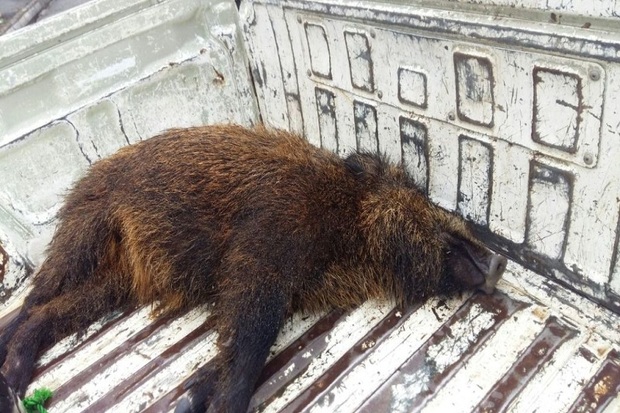 شکارچی گراز در نمین دستگیر شد