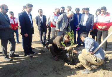 طرح جنگل کاری حاشیه جاده آبادان به اهواز آغاز شد