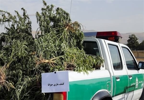 زمین زیر کشت ماری جوانا کمتر از یک هکتار بود  متهم در اختیار دستگاه قضایی است