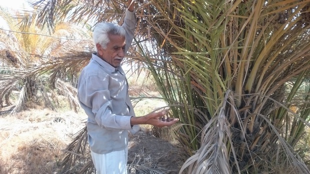 کشاورزان مینوشهر همچنان در انتظار طرح یکپارچه سازی مزارع اند