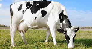 حکم اعدام برای گاوی که از مرز رد شد!
