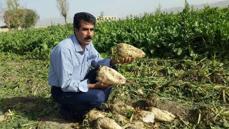 آغاز کار برداشت چغندرقند از سطح 25 هکتار مزارع کشاورزی گیلانغرب