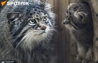 گربه مورد علاقه روس ها بچه دار شد (1)