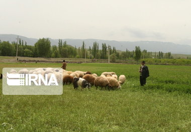 کوچ به موقع عشایر منجر به بهبود پوشش گیاهی مراتع می شود