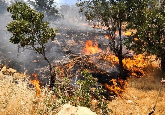 آتش سوزی در پارک جنگلی جزینک در سیستان و بلوچستان