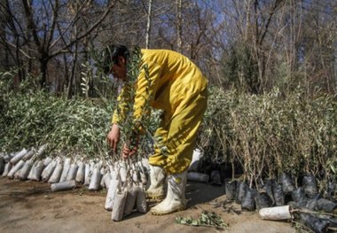 400 هزار اصله نهال در استان کردستان توزیع می شود