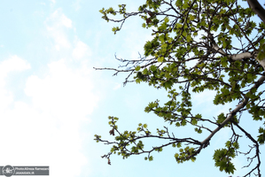 شکوفه های بهاری تهران