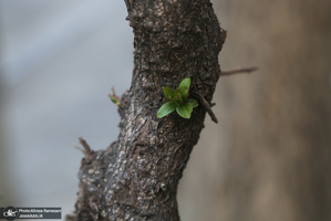شکوفه های بهاری تهران