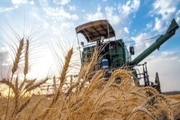 ۸۵ هزار تن گندم در استان سمنان خریداری‌شد  توزیع ۶۶.۵ هزار تن آرد
