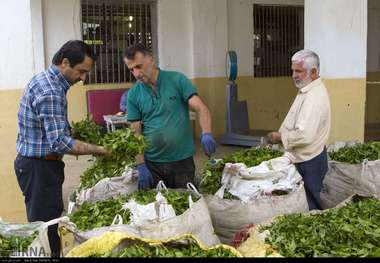 بیش از 70 هزار تن برگ سبز چای خریداری شد