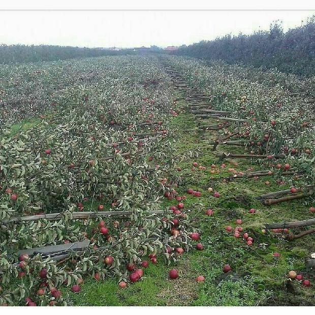 تصاویر قطع درختان باغ سیب در مشگین شهر صحت ندارد  در باره وضعیت سیب مشگین شهر بزرگنمایی می شود