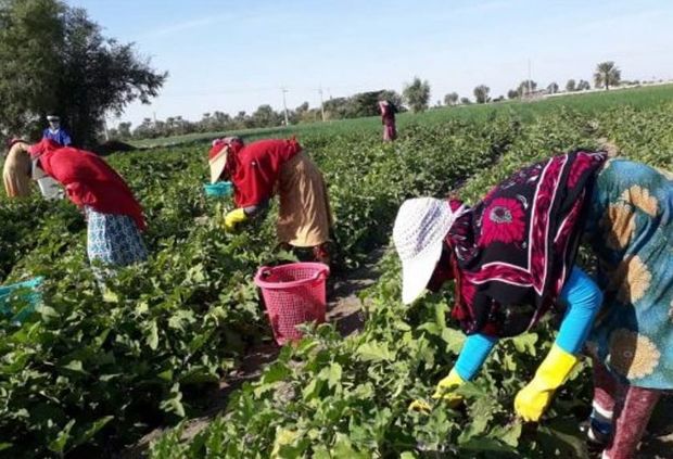 طرح‌ توسعه کشاورزی روستای سرخنگی بندرعباس بهره‌برداری شد