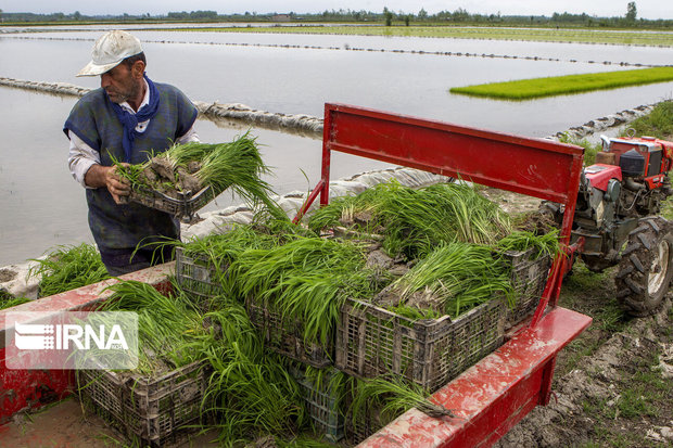 پیش‎بینی برداشت ۲۵هزار تن برنج در لرستان