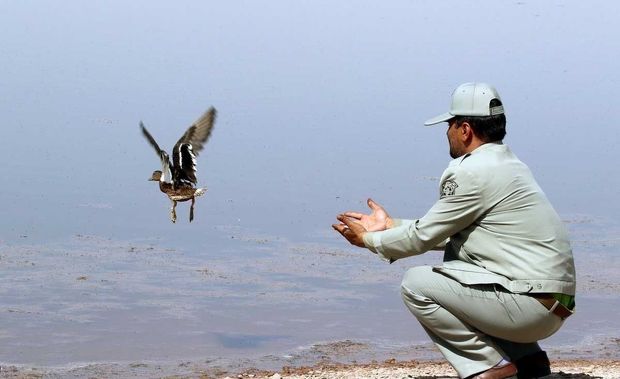 ۱۶ قطعه پرنده وحشی در طبیعت دشتستان رها سازی شد