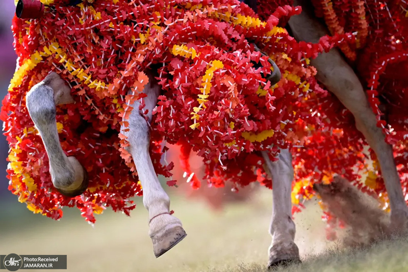 منتخب تصاویر امروز جهان - 23 خرداد 1401