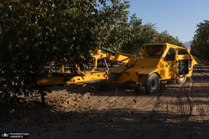 برداشت مکانیزه گردو در استان زنجان