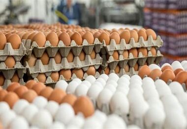 مرغ، تخم مرغ و لبنیات چقدر گران می شود؟ - پیش بینی یک نماینده مجلس از قیمت ها