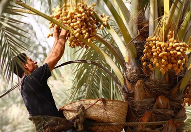 نبود صنایع تبدیلی مشکل صادرات خرمای طبس است