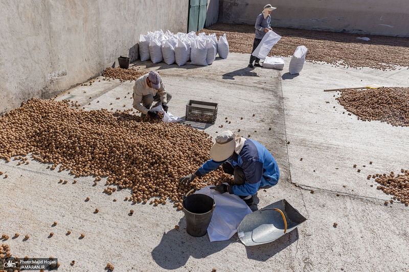 برداشت مکانیزه گردو در استان زنجان