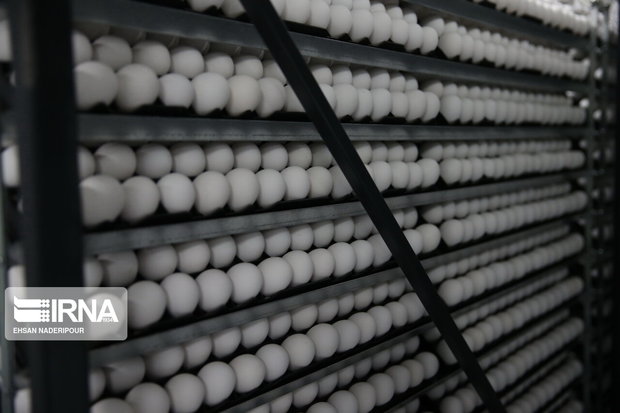 بیش از یک هزار تن تخم مرغ از خراسان جنوبی صادر شد