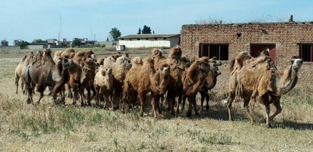 پرورش شتر دوکوهانه در بیله سوار مغان حمایت می شود