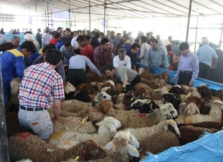 مسئول استانی: مشکلی در تامین دام زنده روز عید قربان در خراسان شمالی وجود ندارد