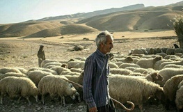 به‌دلیل کمبودکارگاه‌های جمع‌آوری شیربومی،شیرتولیدی عشایراردبیل به نام استان‌های دیگروارد بازار میشود