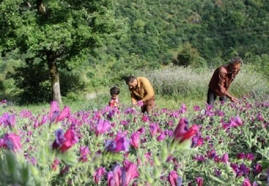 نمین کلکسیون گیاهان دارویی استان اردبیل