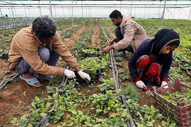 210 میلیاردریال وام برای اشتغال روستاییان زنجان پرداخت شد