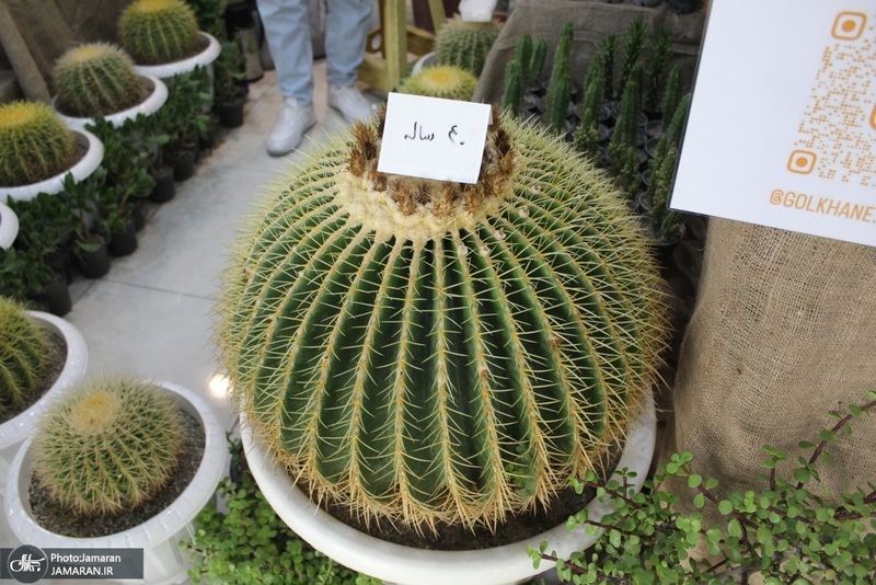 نمایشگاه گل و گیاه (11)