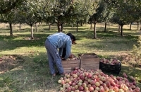 برداشت سیب در کشمیر هند (2)