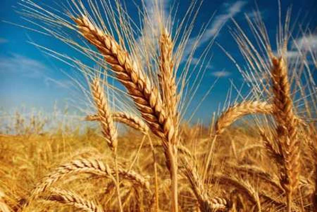 تولید گندم مقاوم به خشکی در کشور 