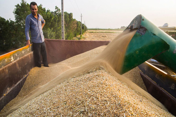 39 هزار تن گندم در قزوین خریداری شده است