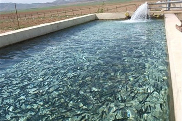 تولید ماهیان گرمابی در سراوان ۲۶۳ درصد رشد داشته است