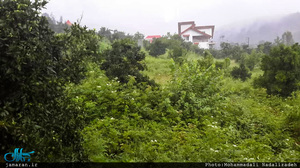 روستای سلیم آباد تنکابن؛ اینجا همه چیز سبز است