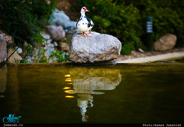 باغ پرندگان تهران تعطیل شد