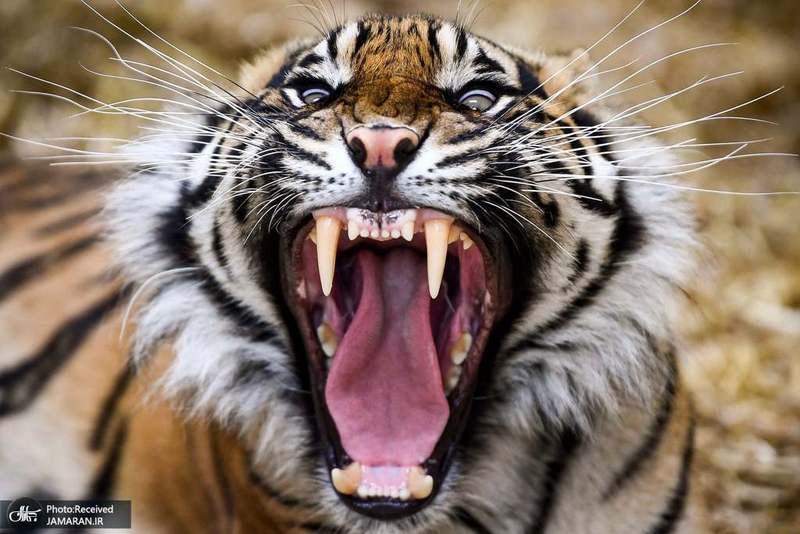 منتخب تصاویر امروز جهان- 10 تیر