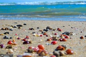 جزایر ناز یکی از عجایب هفتگانه قشم