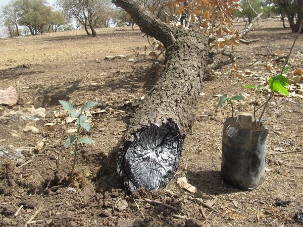 کاشت نهال جنگلی جایگزین مجازات زندان برای یک مجرم در خراسان شمالی شد