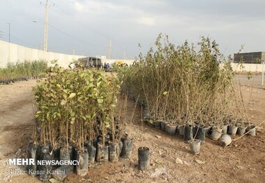 ۲۰۰ هزار اصله نهال در هفته منابع طبیعی در زنجان توزیع می شود