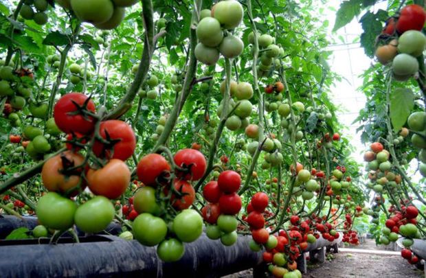 گلخانه گوجه فرنگی ارگانیک گالیکش امسال به بهره برداری می رسد