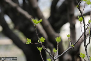 شکوفه های بهاری تهران