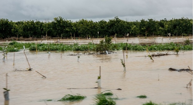 سیل اخیر به 60 درصد خزانه های شالی فریدونکنار خسارت زد