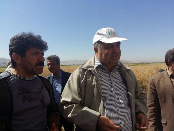 توسعه کشت کلزا اولویت جهاد کشاورزی برای جلوگیری از واردات