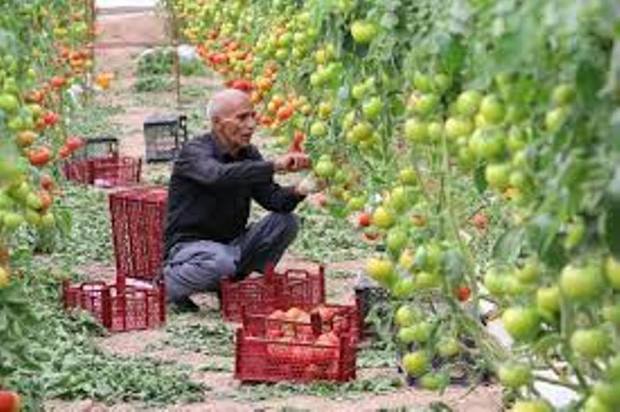 60هکتار گلخانه گوجه فرنگی در دیر وجود دارد