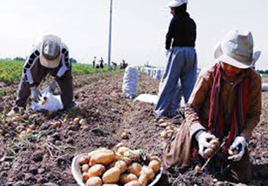 77 طرح اشتغال فراگیر و روستایی در محلات مصوب شد