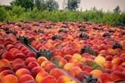 ۴۰ هزار تن میوه هلو و شلیل  در چهارمحال و بختیاری تولید شد